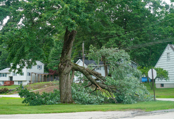 Professional Tree Removal in Poulsbo, WA